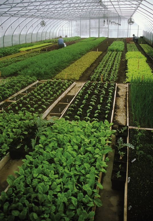 Steel Frame Greenhouse