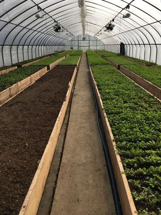 Steel Frame Greenhouse