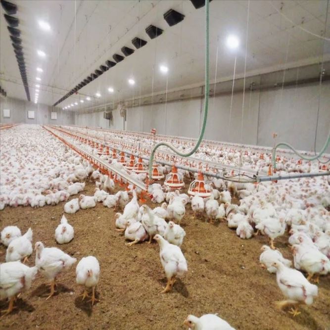 Modern Chicken House